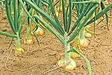 Photo Vidalia Sweet Onion Seeds Organic Non-GMO 110/170 Days Spring/Fall Garden rsc2a1r (200+ Seeds), best price $9.99, bestseller 2024