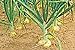 Vidalia Sweet Onion Seeds Organic Non-GMO 110/170 Days Spring/Fall Garden rsc2a1r (200+ Seeds) new 2024