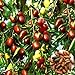 Azufaifo semillas, 1 bolsa de semillas de azufaifo dulce fresco Ligera Natural Friut Semilla Granja Decoración nuevo 2024