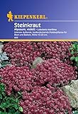 Foto Sperli Blumensamen Steinkraut Alyssum, violett, grün, bester Preis 2,01 €, Bestseller 2024