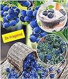 Foto BALDUR Garten Heidelbeeren 'Hortblue', 1 Pflanze Vaccinium, Blaubeeren Heidelbeeren Pflanze, Hortblue Petite 2X tragend, bester Preis 12,95 €, Bestseller 2024