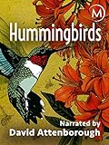 Photo Hummingbirds, best price , bestseller 2024