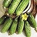 Seeds Cucumber Parisian Gherkin Pickling Heirloom Vegetable for Planting Non GMO new 2024