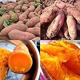 Photo Sweet Potato Seeds, best price $11.99, bestseller 2024