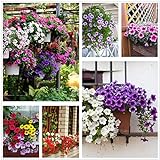 Photo Petunia Seeds80000+Pcs 'Colour-Themed Collection'(Rainbow Colors) Perennial Flower Mix Seeds,Flowers All Summer Long,Hanging Flower Seeds Ideal for Pot, best price $10.88, bestseller 2024