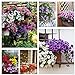 Petunia Seeds80000+Pcs 'Colour-Themed Collection'(Rainbow Colors) Perennial Flower Mix Seeds,Flowers All Summer Long,Hanging Flower Seeds Ideal for Pot new 2022