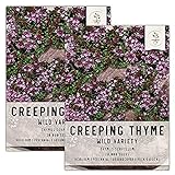 Photo Seed Needs, Wild Creeping Thyme (Thymus serpyllum) Twin Pack of 20,000 Seeds Each, best price $13.99 ($0.00 / Count), bestseller 2024