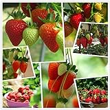 Photo Red Strawberry Climbing Strawberry Fruit Plant Seeds Home Garden New 300 pcs, best price $10.88, bestseller 2024