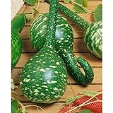 Photo Long Handle Dipper Gourd Seeds for Planting - 20 Seeds, best price $8.28 ($0.41 / Count), bestseller 2024
