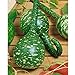 Long Handle Dipper Gourd Seeds for Planting - 20 Seeds new 2024