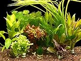 Foto Zoomeister - 5 Verschiedene Bund Wasserpflanzen, ca. 35 Einzelpflanzen gegen Algen, bester Preis 12,99 € (2,60 € / stück), Bestseller 2024