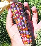Foto Vegetable Seeds 20 dulce Rainbow maíz semillas coloridas Healty maíz en grano Cereales Sementes 95% + de germinación en la granja Jardín Bonasai púrpura, mejor precio 14,99 €, éxito de ventas 2024