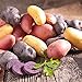 Organic US Grown Potato Medley Mix - 10 Seed Potatoes Mixed Colors Red, Purple and Yellow from Easy to Grow Bulbs TM new 2024