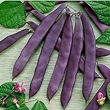 Photo David's Garden Seeds Bean Pole Dow Purple Podded 9975 (Purple) 50 Non-GMO, Open Pollinated Seeds, best price $4.45, bestseller 2024