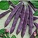 David's Garden Seeds Bean Pole Dow Purple Podded 9975 (Purple) 50 Non-GMO, Open Pollinated Seeds new 2024