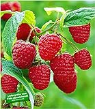 Foto BALDUR Garten Rote Himbeeren TwoTimer® Sugana®, 3 Himbeerpflanzen, Rubus idaeus, bester Preis 29,85 €, Bestseller 2024