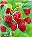 BALDUR Garten Rote Himbeeren TwoTimer® Sugana®, 3 Himbeerpflanzen, Rubus idaeus neu 2024
