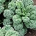 100 unids Curly Kale Semillas, Home Garden Backyard Farm Nutrited Vegetable Plant For Planting Garden Yard al Aire Libre 1 Semillas de Col rizada nuevo 2024