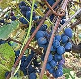 Photo Concord Grape Seeds (Vitis labrusca 'Concord') 10+ Organic Michigan Concord Grape Vine Seeds in FROZEN SEED CAPSULES for The Gardener & Rare Seeds Collector - Plant Seeds Now or Save Seeds for Years, best price $14.95, bestseller 2024