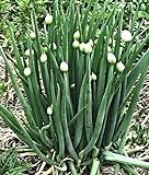Foto 100 Winterheckenzwiebel Samen, Allium fistulosum, Welsh Onion, mehrjährig,winterhart, bester Preis 3,99 €, Bestseller 2024