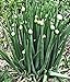 100 Winterheckenzwiebel Samen, Allium fistulosum, Welsh Onion, mehrjährig,winterhart neu 2023