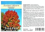 Foto Seedeo® Zucker-Ahorn (Acer saccharum) 20 Samen, bester Preis 3,50 €, Bestseller 2024
