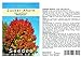 Seedeo® Zucker-Ahorn (Acer saccharum) 20 Samen neu 2023