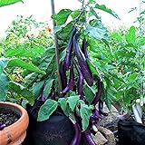 Photo Eggplant , Long Purple Eggplant Seeds, Heirloom, Non GMO, 50 Seeds, Garden Seed, Long Purple, Heirloom, Non GMO, 25+Seeds, Garden Seed, best price $2.29 ($0.09 / Count), bestseller 2024