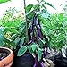 Eggplant , Long Purple Eggplant Seeds, Heirloom, Non GMO, 50 Seeds, Garden Seed, Long Purple, Heirloom, Non GMO, 25+Seeds, Garden Seed new 2023