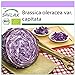 SAFLAX - Ecológico - Col repollo - 250 semillas - Brassica oleracea nuevo 2024
