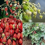 Photo David's Garden Seeds Collection Set Fruit Strawberry 7449 (Red) 4 Varieties 200 Non-GMO Seeds, best price $16.95 ($4.24 / Count), bestseller 2024
