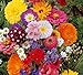 Lot de 50 Graines fleurs en malange a couper jardin colorés fleurs + ou - cornues 40-60 cm semence nouveau 2024