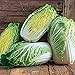 100+ Count Napa Michihili Heading Cabbage Seed, Heirloom, Non GMO Seed Tasty Healthy Veggie new 2024
