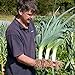 Seeds4planting - Seeds Onion Leek Giant Vegetable Heirloom new 2022