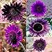 Las semillas de girasol, semillas de girasol 50Pcs púrpura perenne plantas florecientes Semillas Macetas de jardín Ideal para jardinería regalo al aire libre nuevo 2024