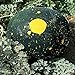 Burpee Moon & Stars Heirloom Watermelon Seeds 30 seeds new 2024