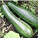 Zucchini - Zuboda - 10 Samen neu 2024