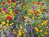 Photo Cioler Seed House - Graines de fleurs sauvages rares Mélange de fleurs Mélange amical pour les abeilles et les abeilles, meilleur prix 4,29 €, best-seller 2024