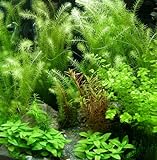 Foto 5 Bund - ca. 35 Wasserpflanzen, einfach zu pflegen, algenhemmend, schöne Farben - Mühlan, bester Preis 12,75 €, Bestseller 2024