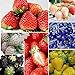 Oce180anYLVUK Erdbeersamen, 100 Stück/Beutel Mehrfarbige Vitaminreiche Erdbeersamen GVO-freie Fruchtsämlinge Für Die Landwirtschaft Schwarz neu 2024