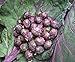 Seeds4planting - Seeds Brussels Sprouts Cabbage Purple Heirloom Vegetable Non GMO new 2024