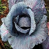 Photo Cabbage Seed, Red Acre, Heirloom, Non GMO 25 Seeds, Colorful Tasty Healthy Veggie Country Creek Acres, best price $1.99, bestseller 2024