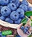 BALDUR Garten Heidelbeere Kosmopolitan Blaubeeren Heidelbeeren Pflanze, 1 Pflanze Vaccinium corymbosum reichtragend rotes Fruchtfleisch neu 2024