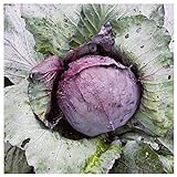 Photo Everwilde Farms - 1 Lb Red Acre Cabbage Seeds - Gold Vault, best price $16.20, bestseller 2024