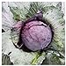 Everwilde Farms - 1 Lb Red Acre Cabbage Seeds - Gold Vault new 2024