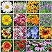 All Perennial Wildflower Seed Mix - 1/4 Pound, Mixed, Attracts Pollinators, Attracts Hummingbirds, Easy to Grow & Maintain new 2022