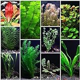 Photo 10 Species Live Aquarium Plants Package - Anacharis, Swords, Vallisneria and More!, best price $31.98 ($3.20 / Count), bestseller 2024