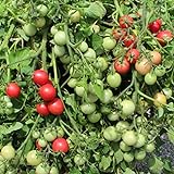 Foto Gartenperle Tomatensamen für ca. 20 Pflanzen - ideale Kübeltomate, Massenertrag, bester Preis 1,99 € (0,10 € / stück), Bestseller 2024