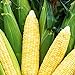 Bodacious RM Sweet Yellow Corn, 75 Seeds Per Packet, (Isla's Garden Seeds), Non GMO Seeds, 90% Germination Rates, Scientific Name: Zea Mays new 2024