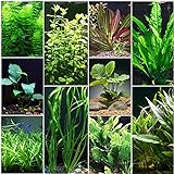 Photo Florida 10 Species Live Aquarium Plants Bundle, best price $31.98, bestseller 2024
